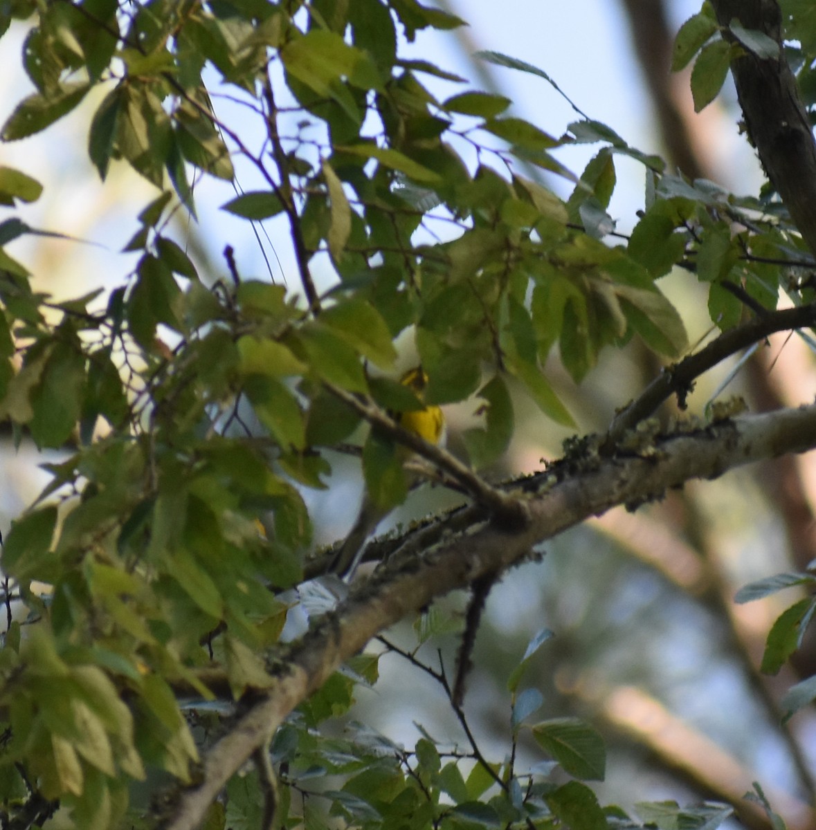 Townsend's Warbler - ML482323101