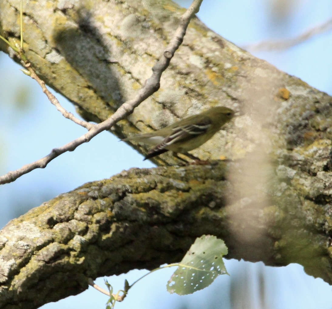 Blackpoll Warbler - Corey Wagner