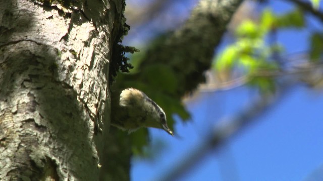 Red-breasted Nuthatch - ML482326