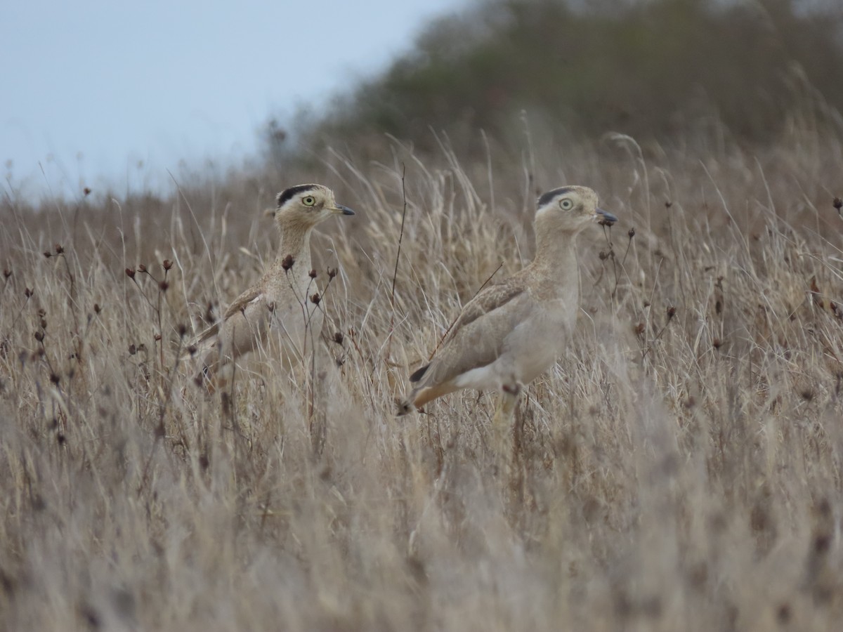 Peruvian Thick-knee - ML482326481