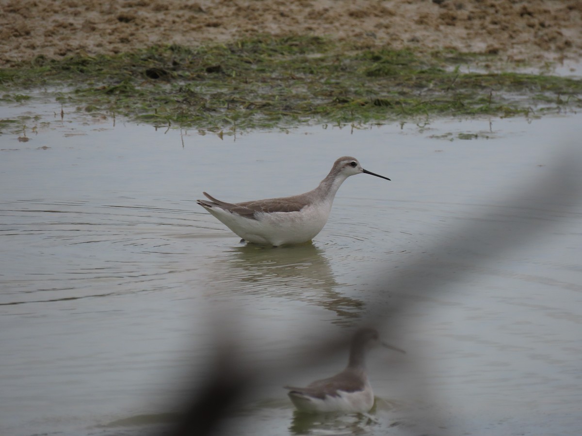 Phalarope de Wilson - ML482326541