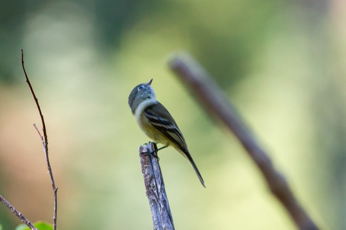 Hammond's Flycatcher - ML482326861