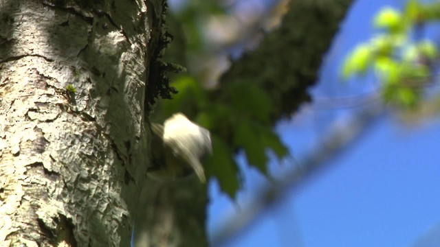 Red-breasted Nuthatch - ML482327