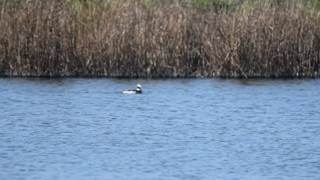 Long-tailed Duck - ML482327461