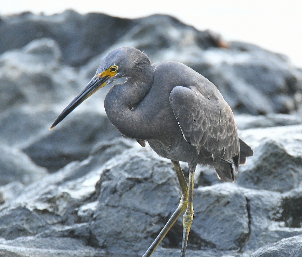 Little Egret (Dimorphic) - Claudio Danesi