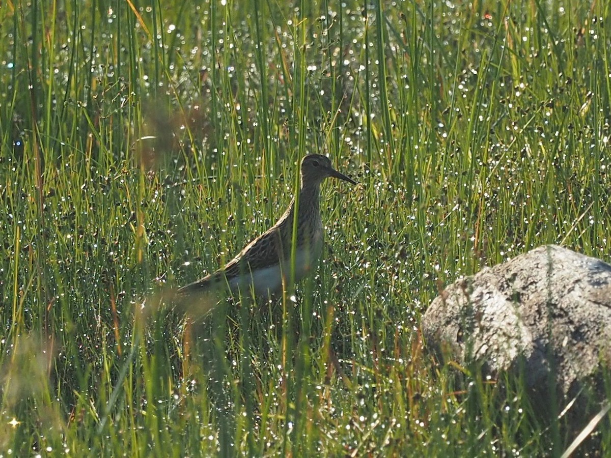 Bécasseau à poitrine cendrée - ML482329681