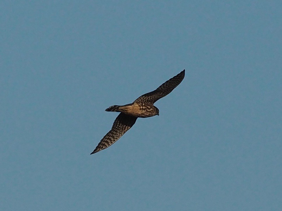 Merlin - Thierry Grandmont