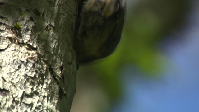 Red-breasted Nuthatch - ML482330