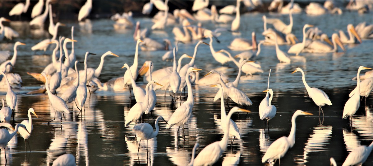 Great Egret - ML482330981