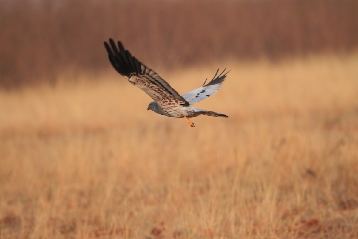 Нугын хулд - ML482331401