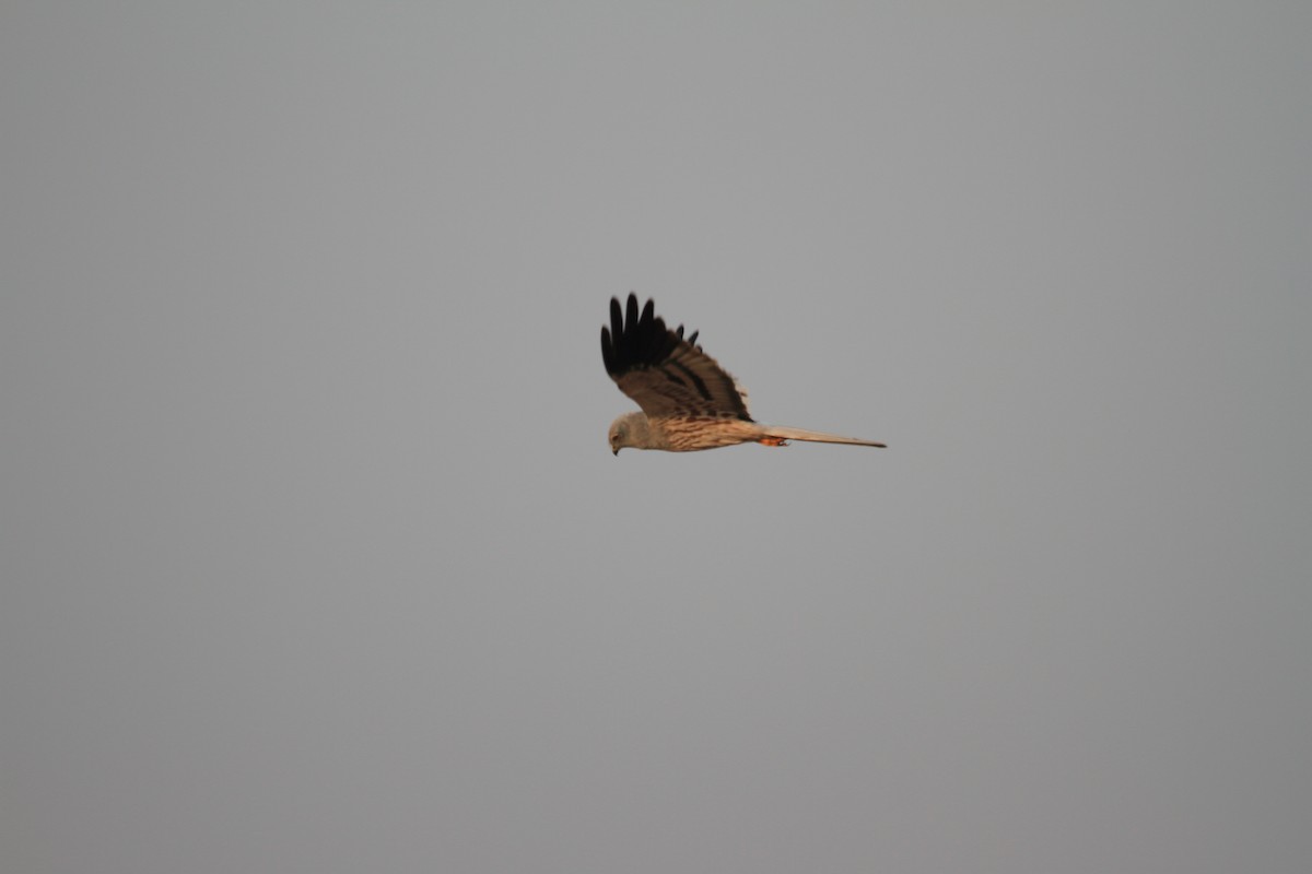 Нугын хулд - ML482331411