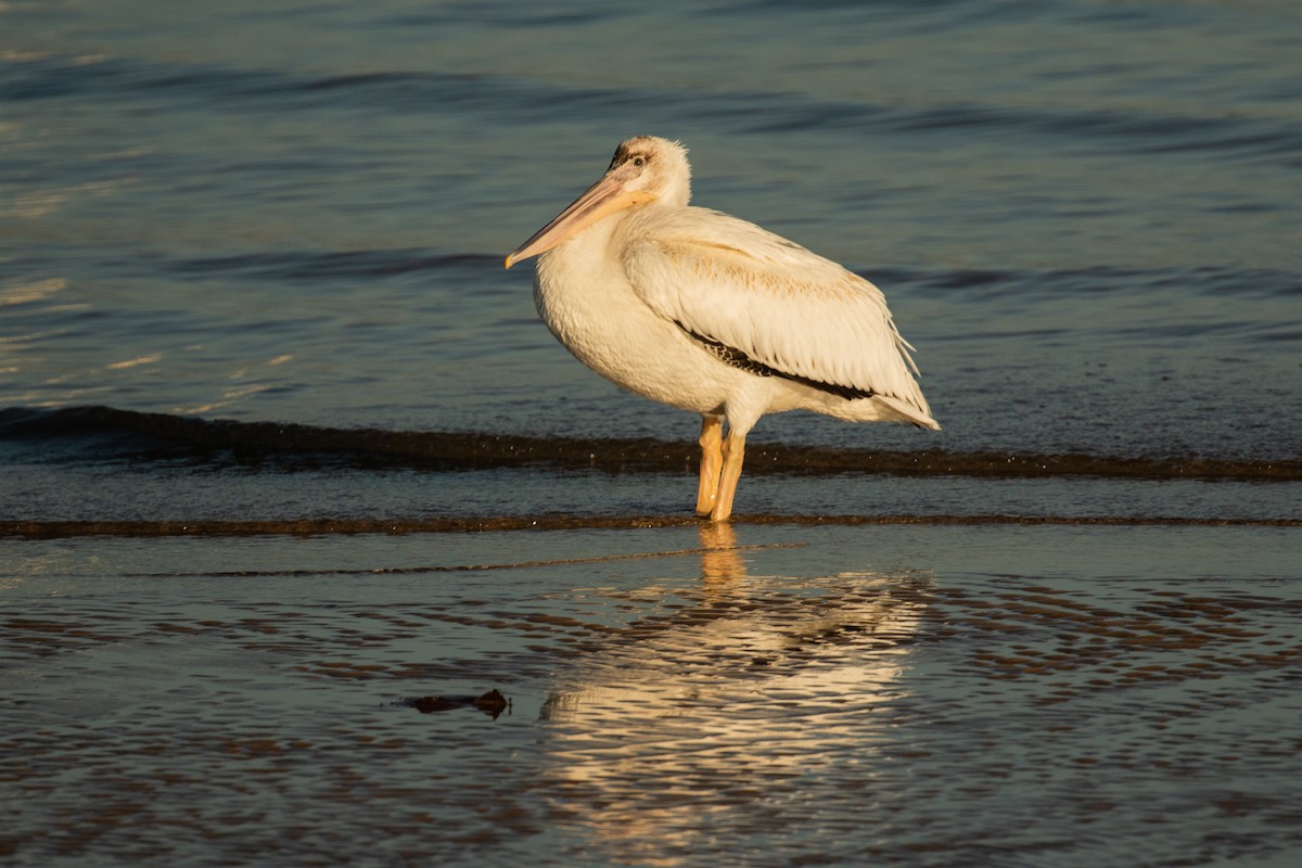 American White Pelican - ML482331981