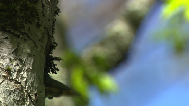 Red-breasted Nuthatch - ML482332