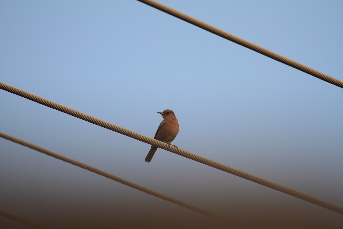 Brown Rock Chat - ML482332341
