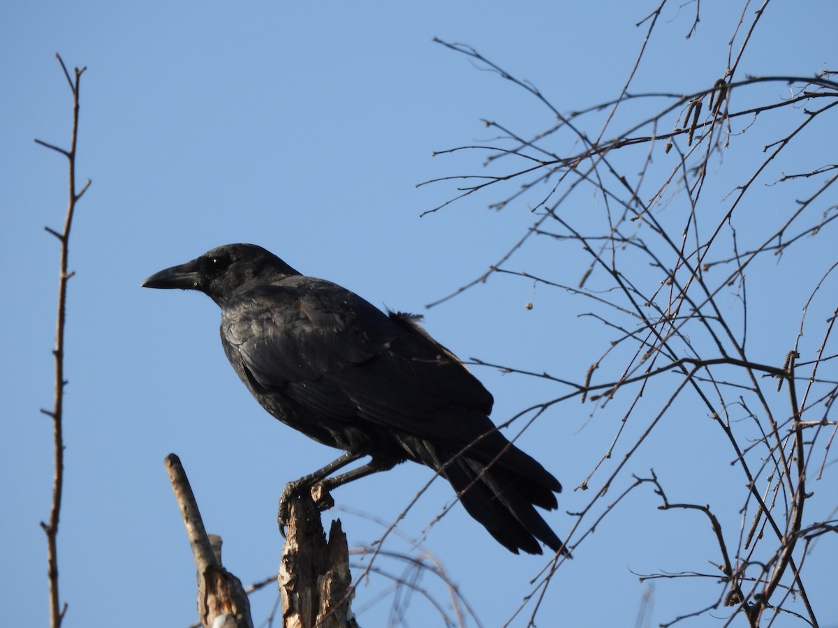 American Crow - ML482332531