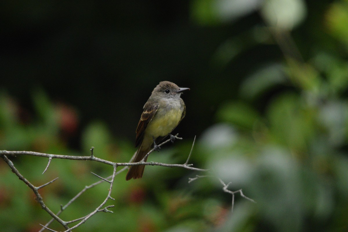 Great Crested Flycatcher - ML482333081