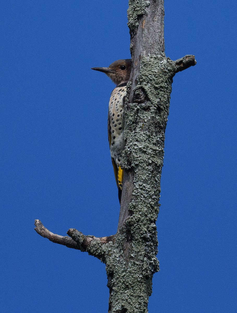 Northern Flicker - ML482333741