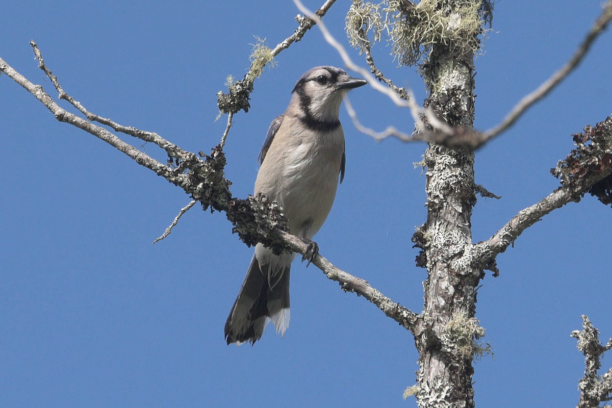 Blue Jay - ML482333751