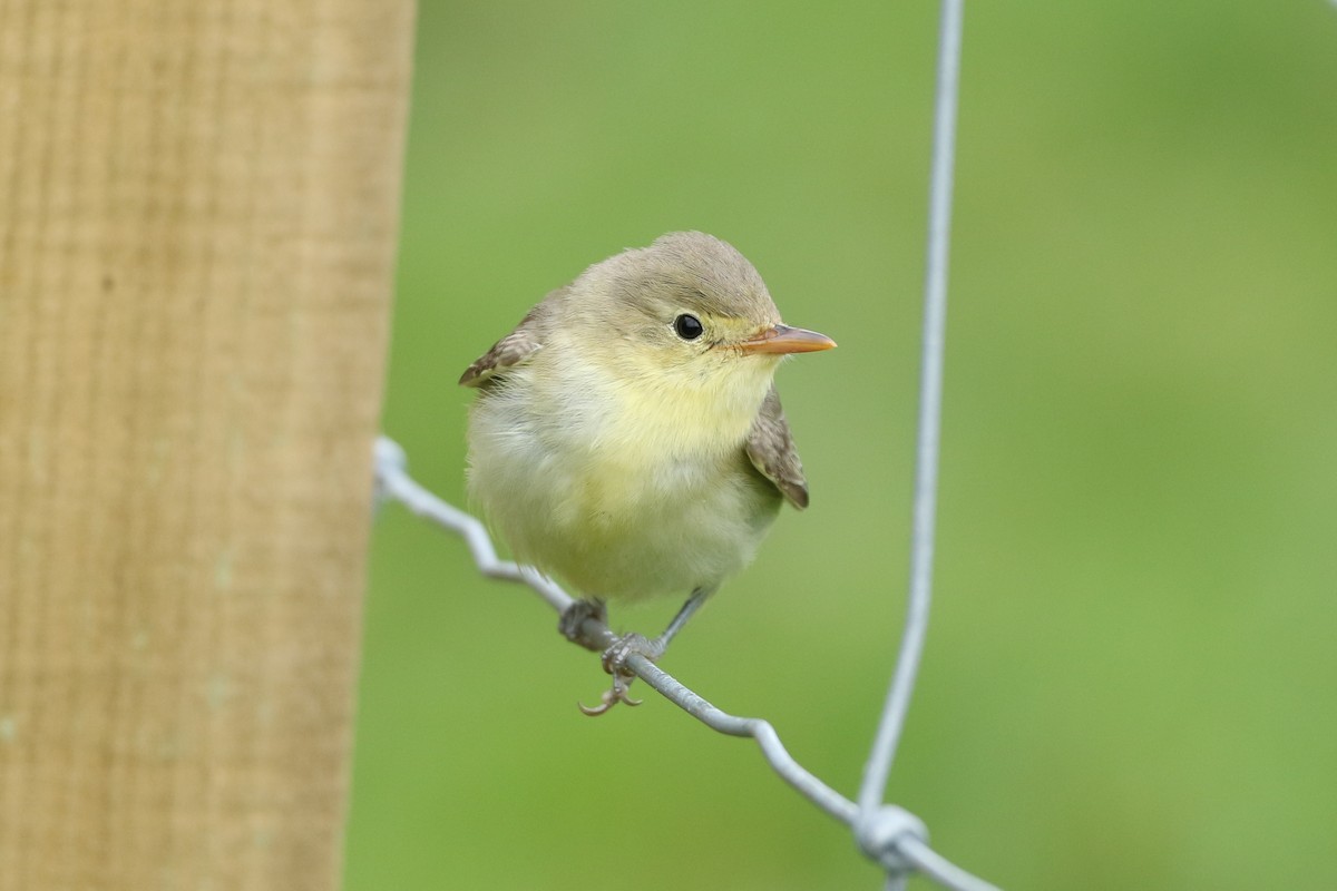 Icterine Warbler - Simon Mitchell