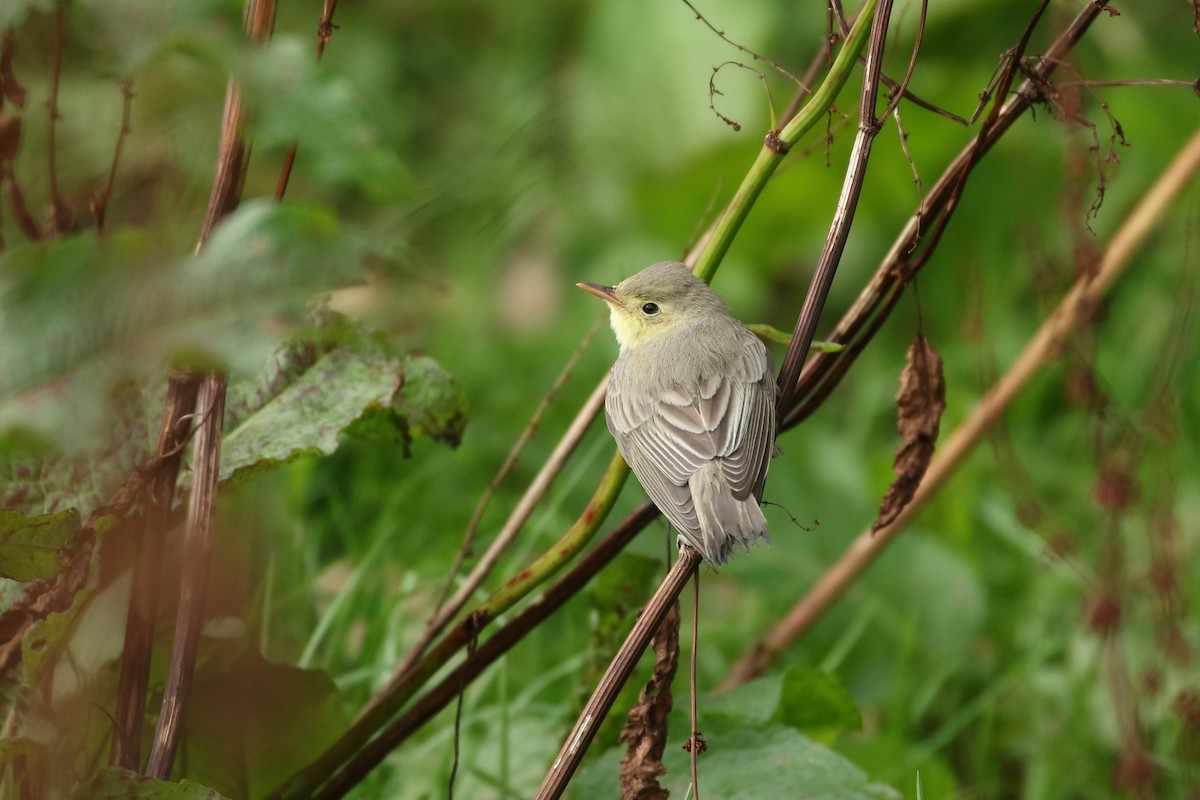 Icterine Warbler - Simon Mitchell