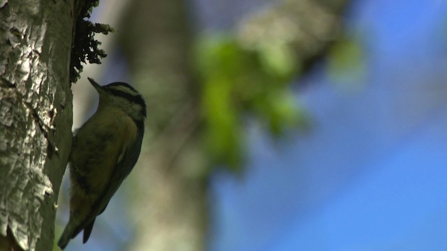 Red-breasted Nuthatch - ML482334