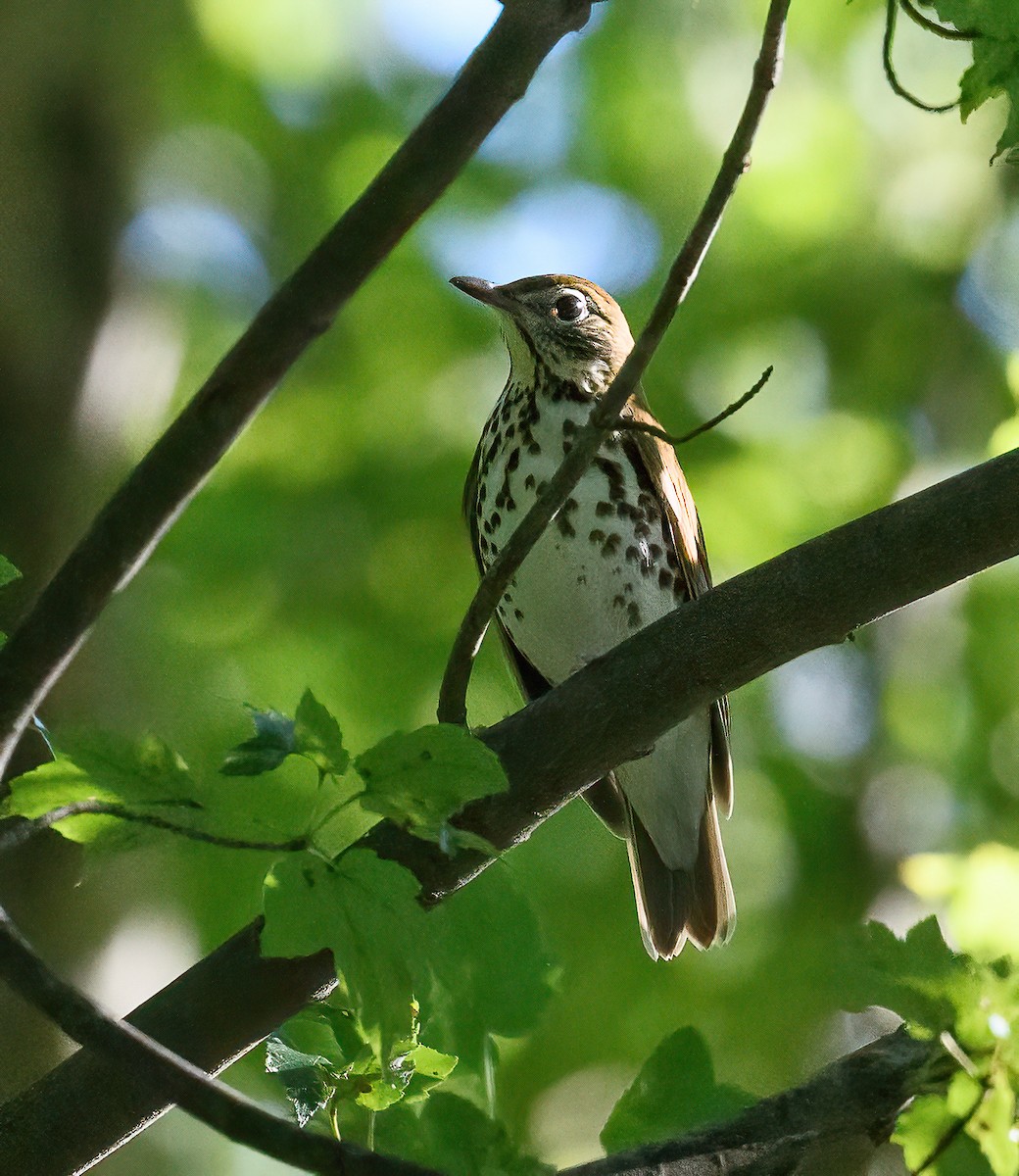 Wood Thrush - Tom Warren