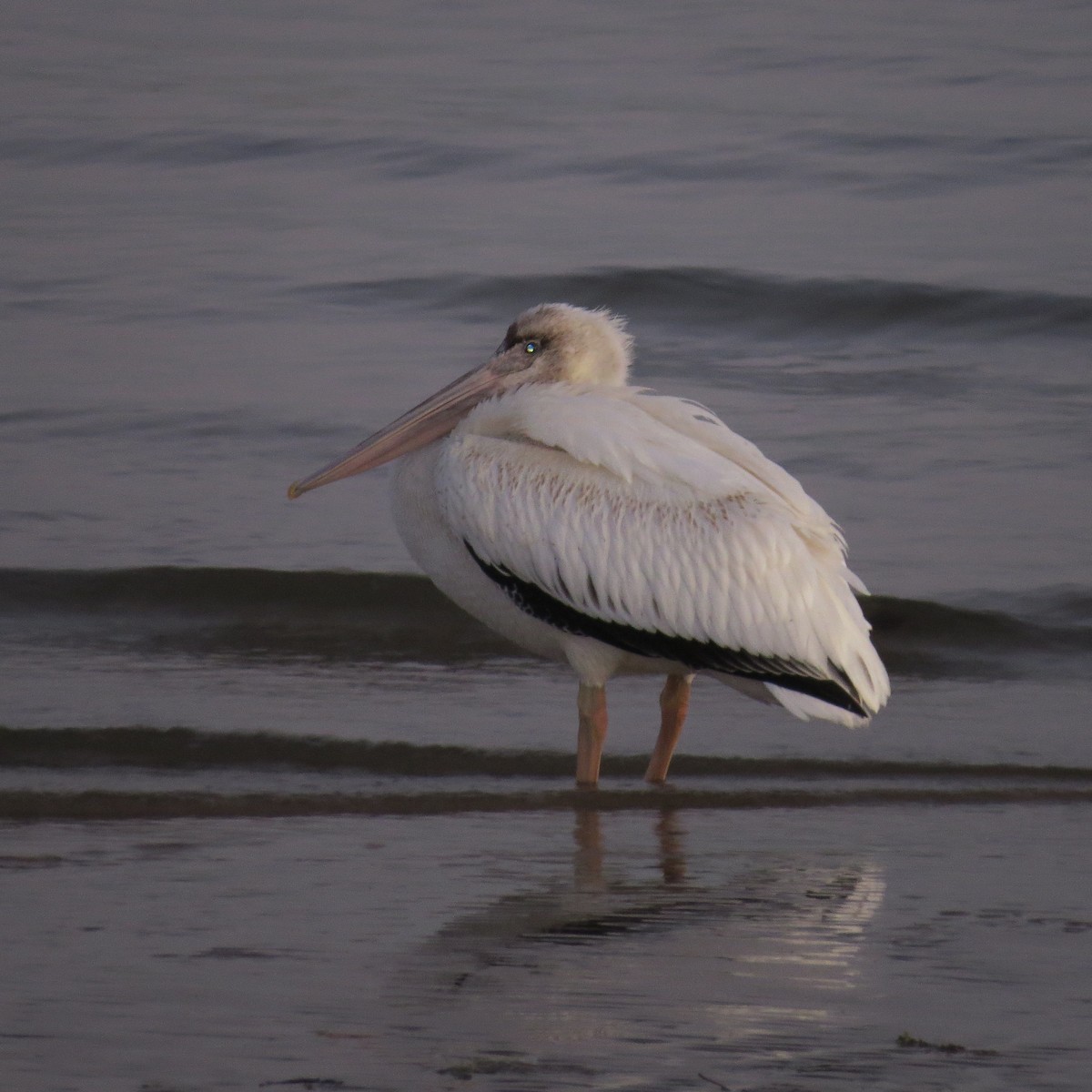 American White Pelican - ML482334211