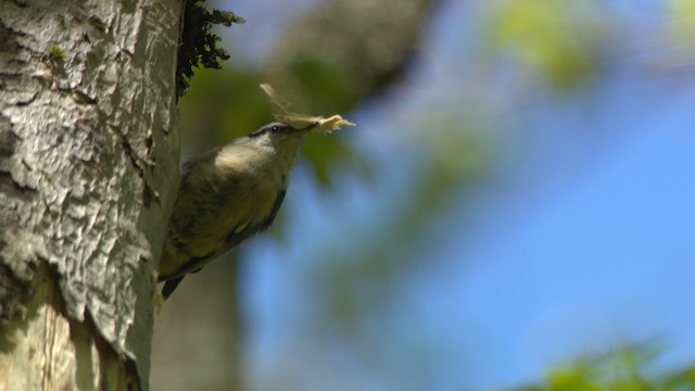 Red-breasted Nuthatch - ML482335