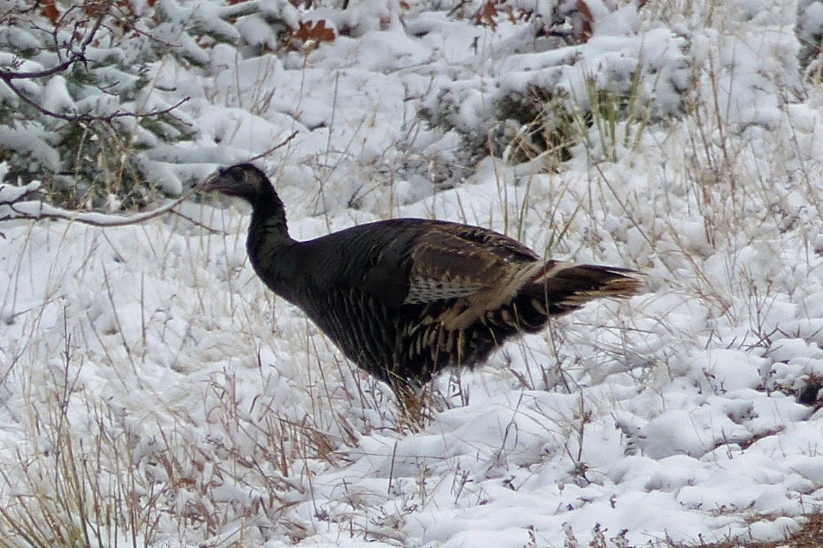 Wild Turkey - ML48233511