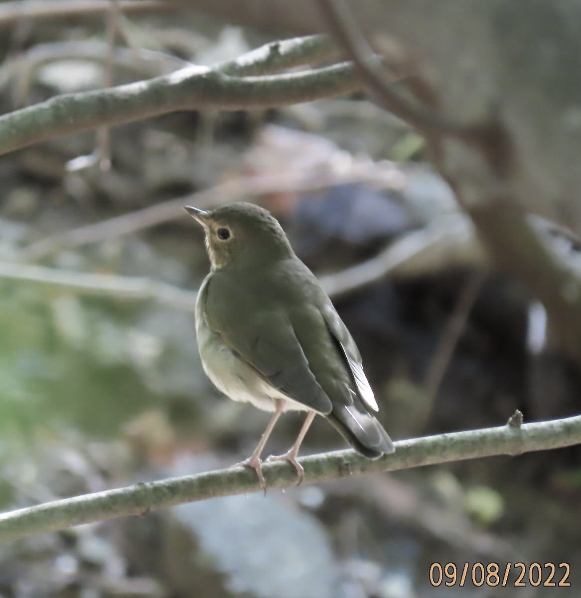 Swainson's Thrush - Rod MacKenzie