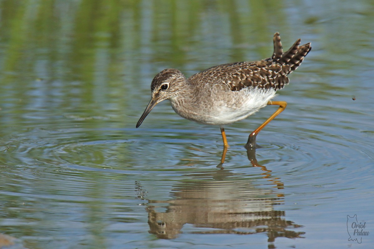 Wood Sandpiper - ML482335551