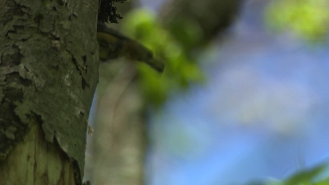 Red-breasted Nuthatch - ML482336