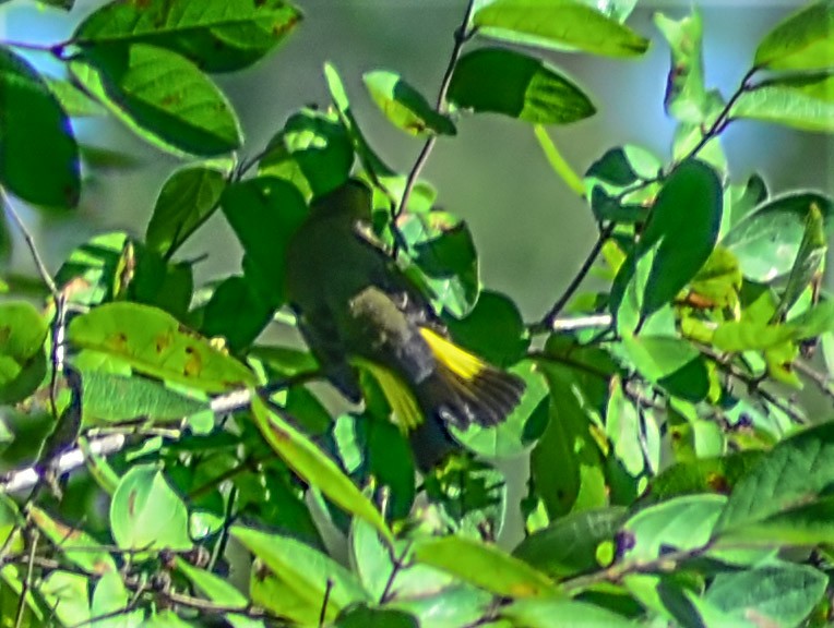 American Redstart - ML482336581