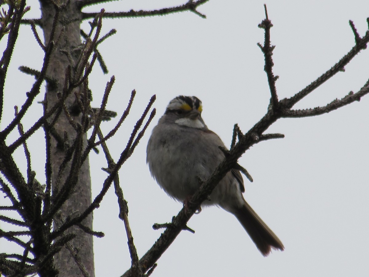White-throated Sparrow - Manuel De Aquino