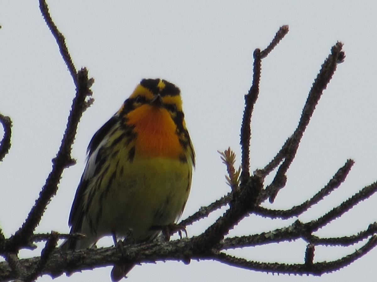 Blackburnian Warbler - ML482337571