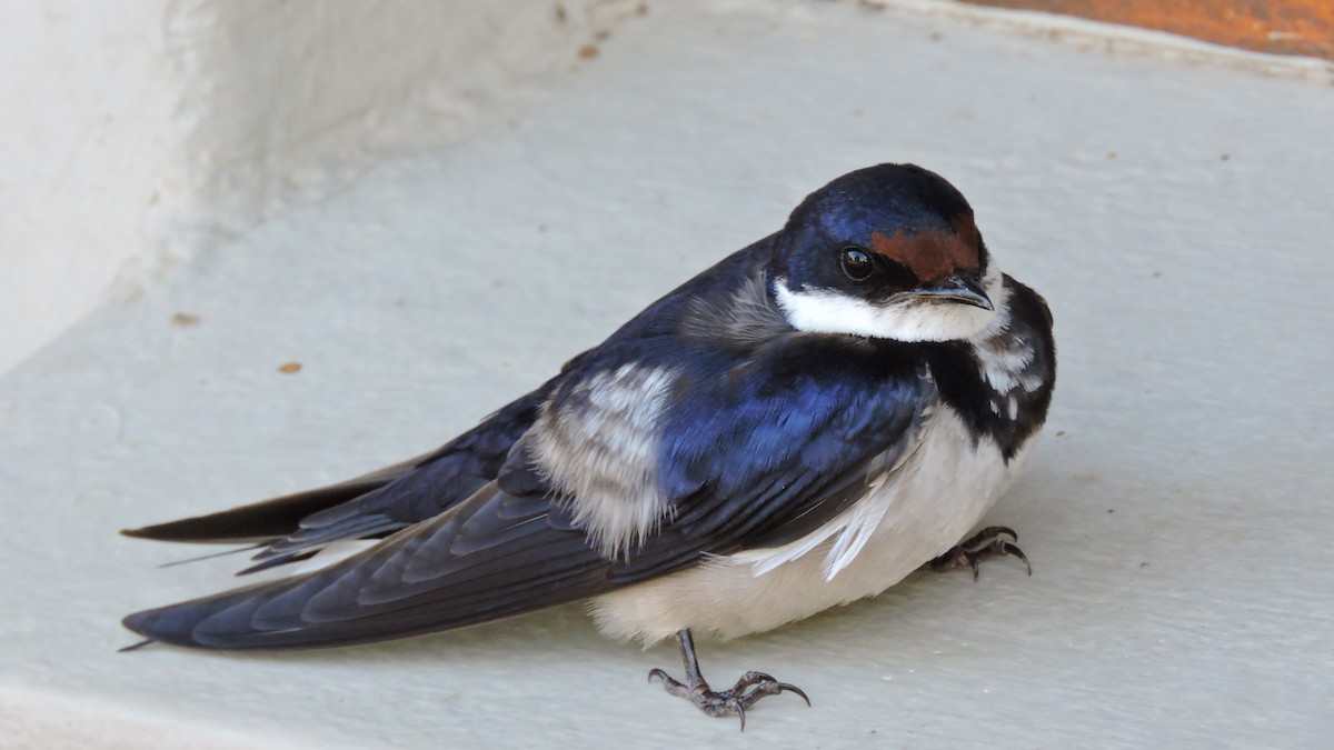 White-throated Swallow - Bosco Greenhead