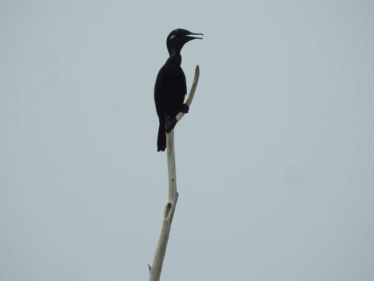 Cormorán Grande - ML482339951