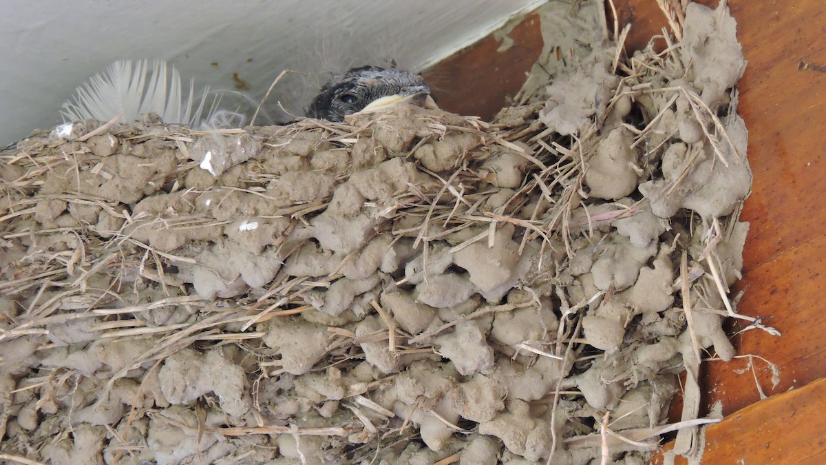 White-throated Swallow - Bosco Greenhead