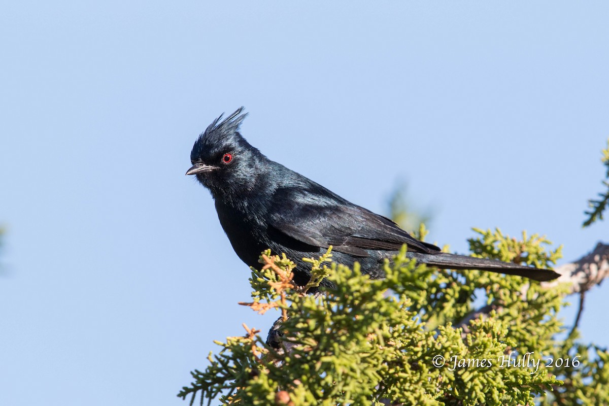 Phénopèple luisant - ML48234081