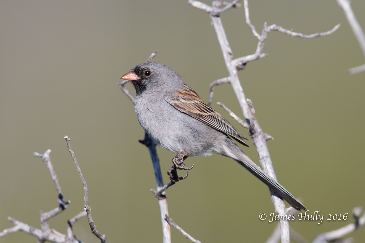 Black-chinned Sparrow - James Hully