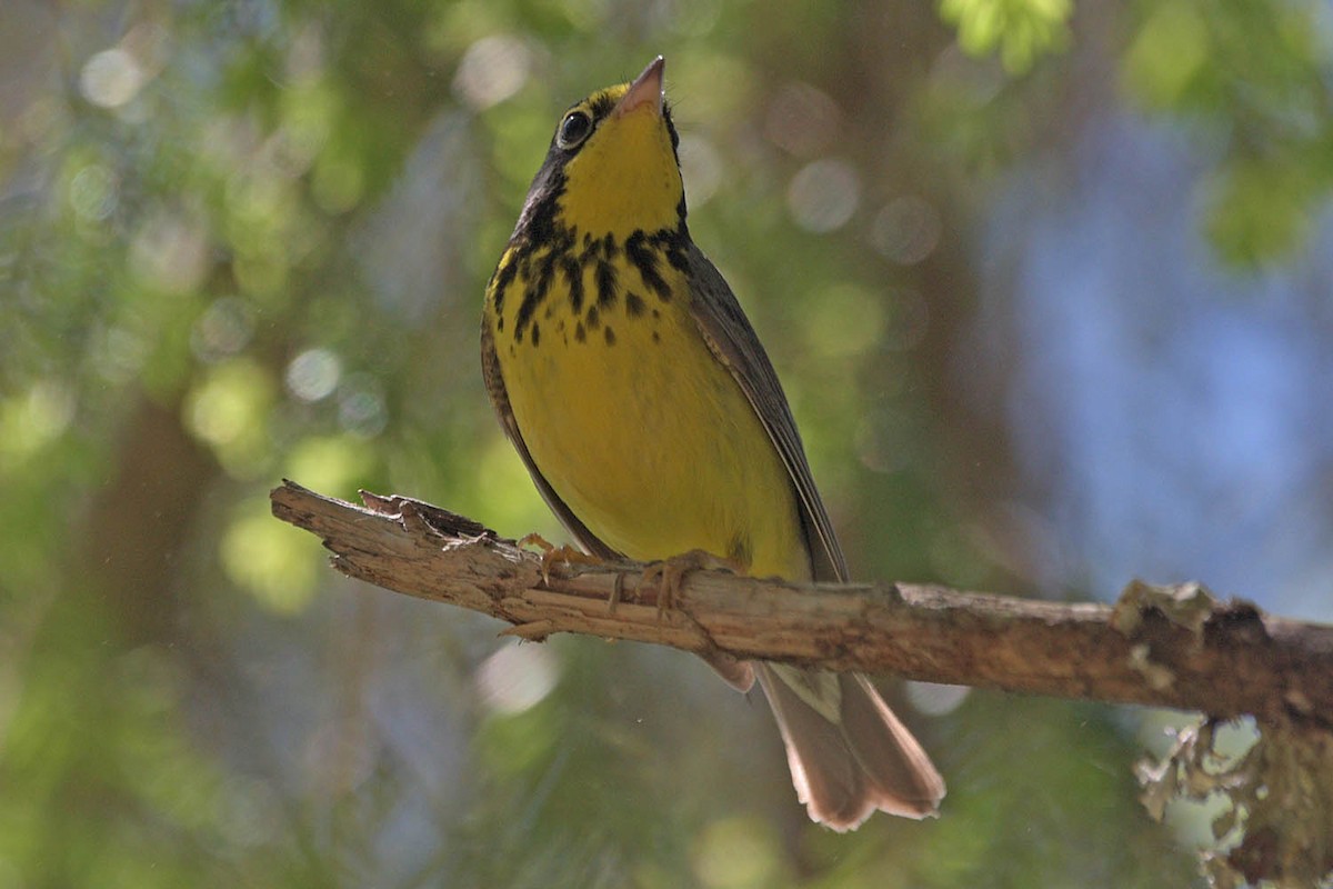Canada Warbler - Troy Hibbitts