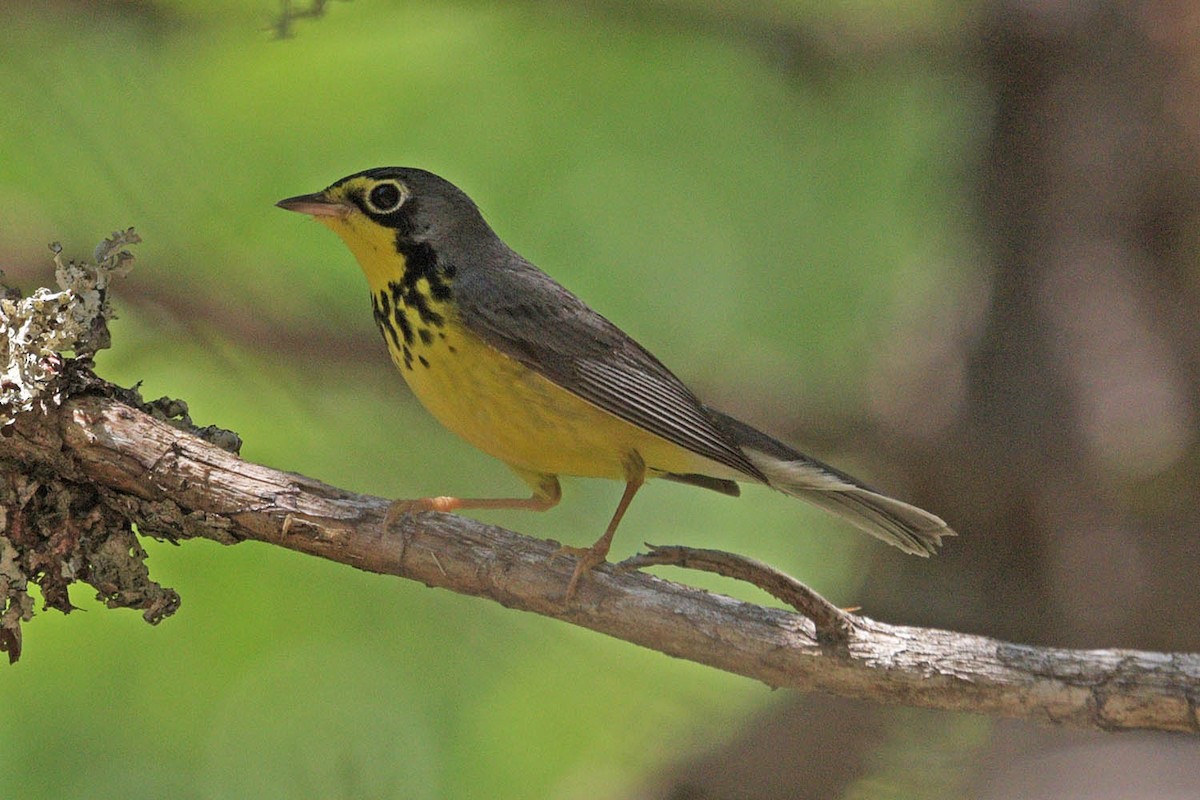 Canada Warbler - ML482341501