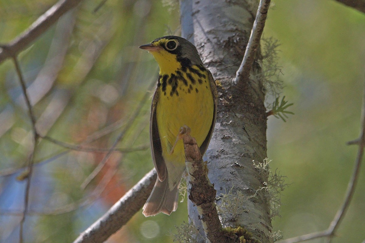 Canada Warbler - Troy Hibbitts