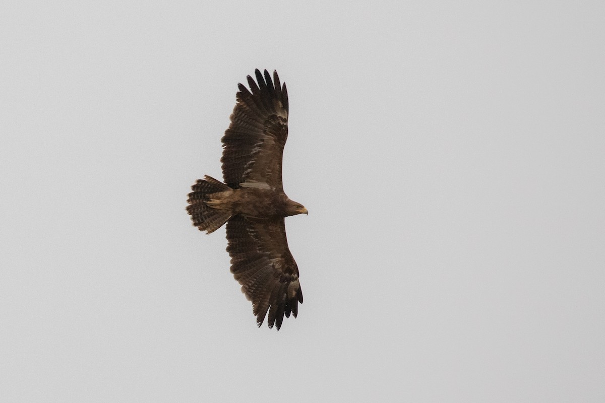Lesser Spotted Eagle - ML482342731