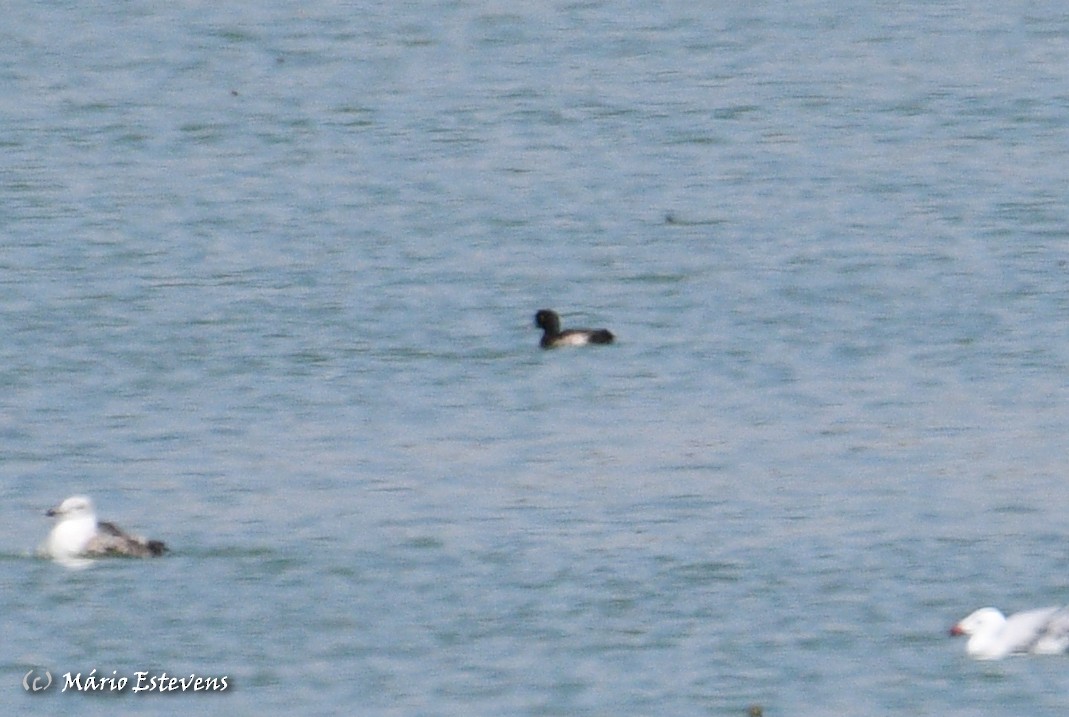 Tufted Duck - ML482342811