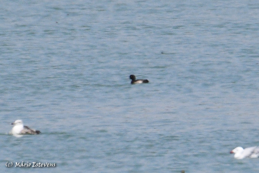 צולל מצויץ - ML482342811