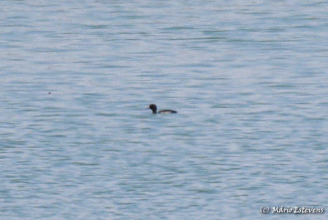 Tufted Duck - ML482342821