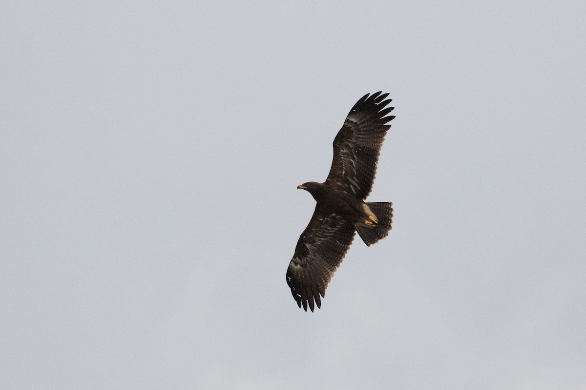 Lesser Spotted Eagle - ML482342831