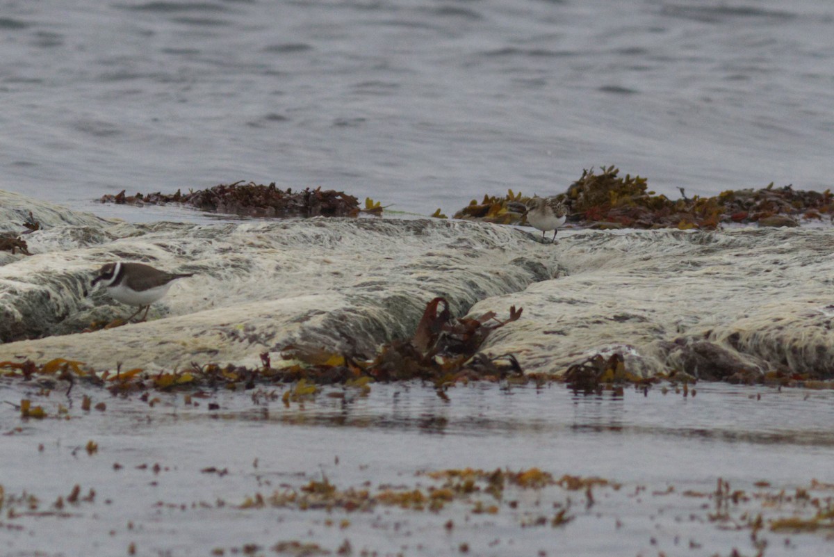 Little Stint - ML482343121