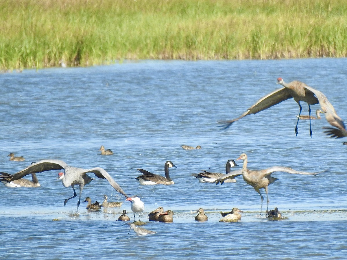 Caspian Tern - ML482343421